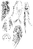 Species Scolecithricella minor - Plate 12 of morphological figures