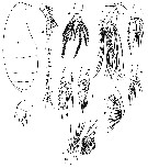 Espèce Lophothrix latipes - Planche 7 de figures morphologiques