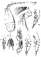 Species Scottocalanus thori - Plate 5 of morphological figures