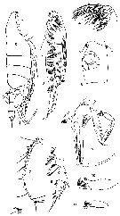 Espèce Paraeuchaeta elongata - Planche 7 de figures morphologiques