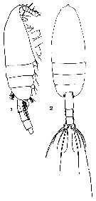 Espèce Paraeuchaeta simplex - Planche 4 de figures morphologiques
