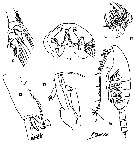 Espèce Paraeuchaeta simplex - Planche 3 de figures morphologiques