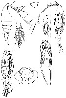 Species Euchaeta plana - Plate 8 of morphological figures
