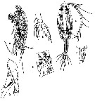 Species Euchaeta indica - Plate 6 of morphological figures