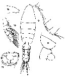 Species Euchaeta media - Plate 7 of morphological figures