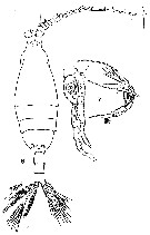 Espèce Undeuchaeta plumosa - Planche 11 de figures morphologiques