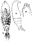 Species Aetideus giesbrechti - Plate 13 of morphological figures