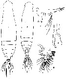 Espèce Eucalanus elongatus - Planche 7 de figures morphologiques