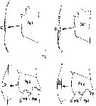 Espèce Calanus finmarchicus - Planche 12 de figures morphologiques