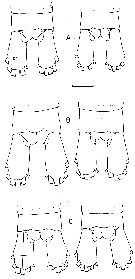 Species Calanus marshallae - Plate 6 of morphological figures