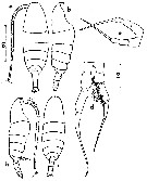 Species Temorites minor - Plate 7 of morphological figures