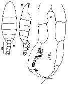 Espèce Temorites elongata - Planche 8 de figures morphologiques