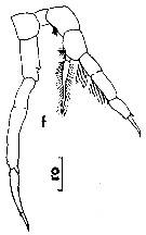 Species Temorites similis - Plate 6 of morphological figures