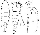 Species Temorites elongata - Plate 9 of morphological figures