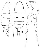 Species Temorites elegans - Plate 3 of morphological figures