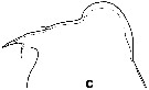 Espèce Euchirella grandicornis - Planche 2 de figures morphologiques