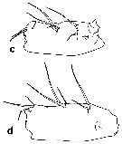 Species Euchirella pseudopulchra - Plate 3 of morphological figures