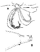 Species Euchirella formosa - Plate 6 of morphological figures
