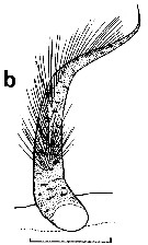 Espèce Chirundinella magna - Planche 10 de figures morphologiques