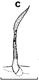 Species Euchirella rostrata - Plate 12 of morphological figures
