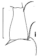 Espèce Euchirella unispina - Planche 3 de figures morphologiques