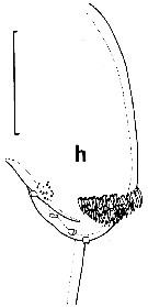 Espèce Euchirella maxima - Planche 14 de figures morphologiques