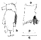 Espèce Chirundinella magna - Planche 11 de figures morphologiques