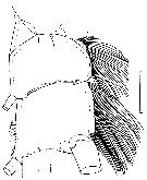 Species Chirundinella magna - Plate 12 of morphological figures