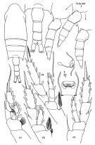 Espèce Chiridius obtusifrons - Planche 1 de figures morphologiques