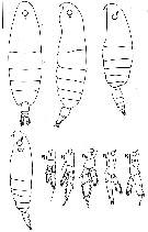 Species Neocalanus plumchrus - Plate 5 of morphological figures