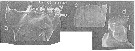 Espèce Calanoides acutus - Planche 11 de figures morphologiques
