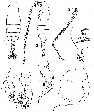 Species Centropages caribbeanensis - Plate 2 of morphological figures