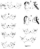 Species Neocalanus flemingeri - Plate 5 of morphological figures