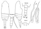 Espèce Chiridius obtusifrons - Planche 3 de figures morphologiques