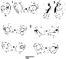 Espèce Neocalanus plumchrus - Planche 9 de figures morphologiques