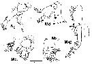 Espèce Neocalanus flemingeri - Planche 9 de figures morphologiques