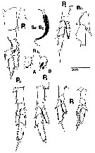 Species Neocalanus flemingeri - Plate 11 of morphological figures