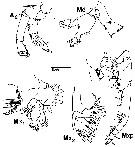 Espèce Neocalanus plumchrus - Planche 15 de figures morphologiques