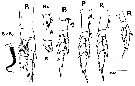 Espèce Neocalanus plumchrus - Planche 16 de figures morphologiques