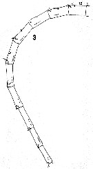 Espèce Neocalanus flemingeri - Planche 10 de figures morphologiques