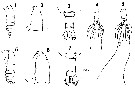 Espèce Neocalanus flemingeri - Planche 15 de figures morphologiques