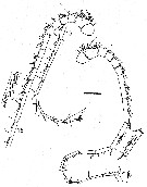 Espèce Megacalanus princeps - Planche 5 de figures morphologiques