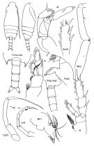 Species Chiridius pacificus - Plate 3 of morphological figures