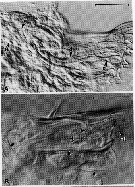 Species Neocalanus plumchrus - Plate 24 of morphological figures