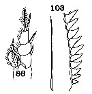Espèce Aetideopsis multiserrata - Planche 10 de figures morphologiques