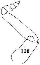 Espèce Aetideopsis multiserrata - Planche 11 de figures morphologiques