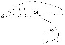 Espèce Euchirella truncata - Planche 11 de figures morphologiques