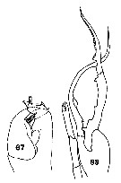 Espèce Euchirella truncata - Planche 12 de figures morphologiques