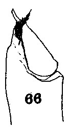 Espèce Euchirella rostrata - Planche 16 de figures morphologiques