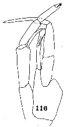 Espèce Euchirella rostrata - Planche 17 de figures morphologiques